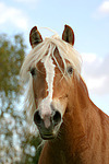 Haflinger Portrait / haflinger horse portrait