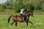 Frau reitet Deutsches Reitpony / woman rides pony