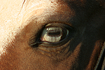 Deutsches Reitpony Auge / pony eye