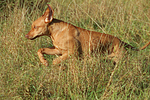 rennender Rhodesian Ridgeback / running Rhodesian Ridgeback