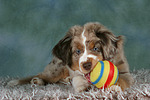 Miniature Australian Shepherd Welpe / miniature australian shepherd puppy