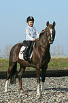 Deutscher Reitpony Hengst / pony stallion