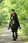 Frau reitet Friese / woman rides friesian horse