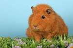 Rexmeerschwein / guninea pig