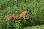 Rhodesian Ridgeback