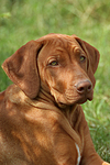 Rhodesian Ridgeback Welpe / rhodesian ridgeback puppy