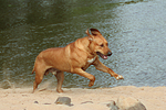 Rhodesian Ridgeback