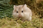 Roborowski Zwerghamster / Roborovski's dwarf hamster