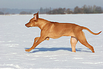 rennender Rhodesian Ridgeback / running Rhodesian Ridgeback