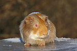 Glatthaarmeerschwein / smooth-haired guninea pig