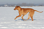 rennender Rhodesian Ridgeback / running Rhodesian Ridgeback