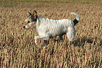 rennender Parson Russell Terrier / running PRT