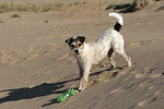 stehender Parson Russell Terrier / standing PRT