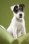 sitzender Parson Russell Terrier Welpe / sitting PRT puppy