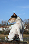 sitzender Parson Russell Terrier / sitting PRT