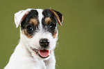 Parson Russell Terrier Welpe Portrait / PRT puppy portrait