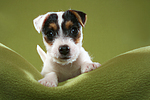 liegender Parson Russell Terrier Welpe / lying PRT puppy