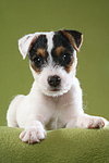 liegender Parson Russell Terrier Welpe / lying PRT puppy