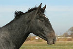 Sachsen Anhaltiner Warmblut / horse