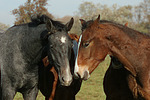 Deutsches Reitpony und Sachsen Anhaltiner Warmblut / pony and warmblood