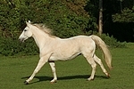 Sachsen Anhaltiner Warmblut / horse