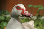 Warzenente / muscovy duck