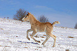 galoppierendes Haflinger Fohlen / galloping haflinger horse foal