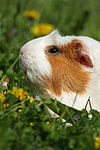 Crested Meerschwein / crested guninea pig