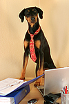 Dobermann / doberman pinscher