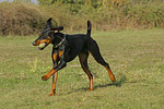 Dobermann / doberman pinscher