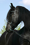 Friese / frisian horse