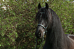 Friese / frisian horse