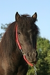 Shetland Pony