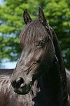 Friese Portrait / friesian horse portrait