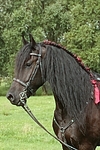 Friese Portrait / friesian horse portrait