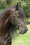 Friese Portrait / friesian horse portrait