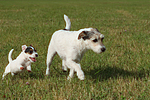 laufende Parson Russell Terrier / walking PRT