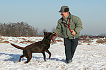 Labrador Retriever