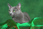 Russisch Blau / russian blue