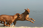 Rhodesian Ridgebacks