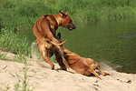 Rhodesian Ridgebacks