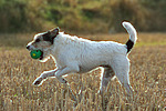 spielender Parson Russell Terrier / playing PRT