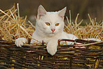 weiße Hauskatze im Strohkorb / white domestic cat