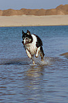 Border Collie rennt durchs Wasser / running Border Collie