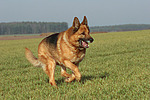 rennender Deutscher Schäferhund / running German Shepherd