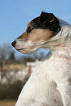 Parson Russell Terrier Portrait / PRT portrait