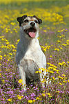 sitzender Parson Russell Terrier / sitzender PRT