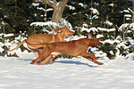 rennende Rhodesian Ridgebacks / running Rhodesian Ridgebacks