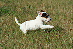 rennender Parson Russell Terrier Welpe / running PRT puppy