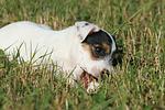 Parson Russell Terrier Welpe / PRT puppy